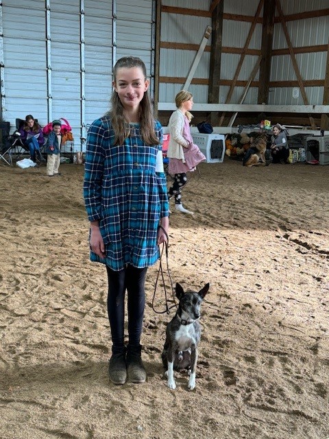 Dog show 1