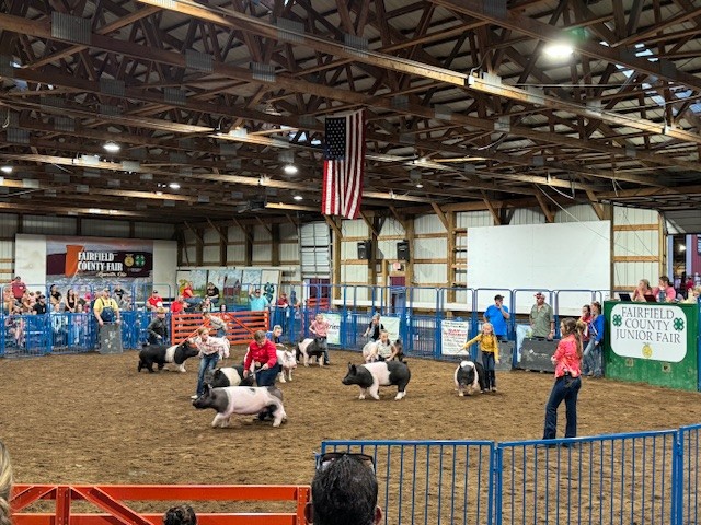 Jr Fair Swine show_2024