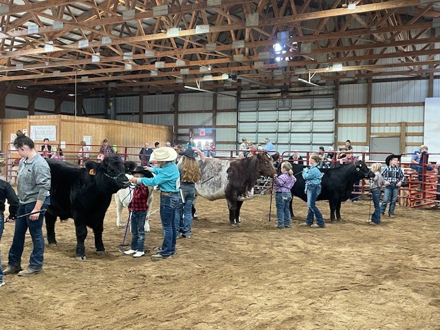 Beef Pee Wee Showmanship_2022