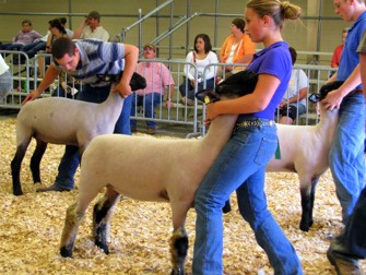 Sheep show from internet