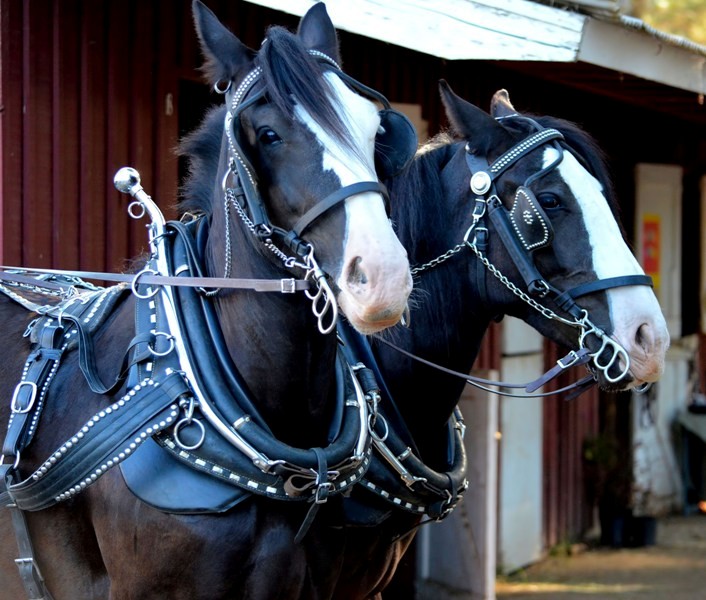 draft horse team